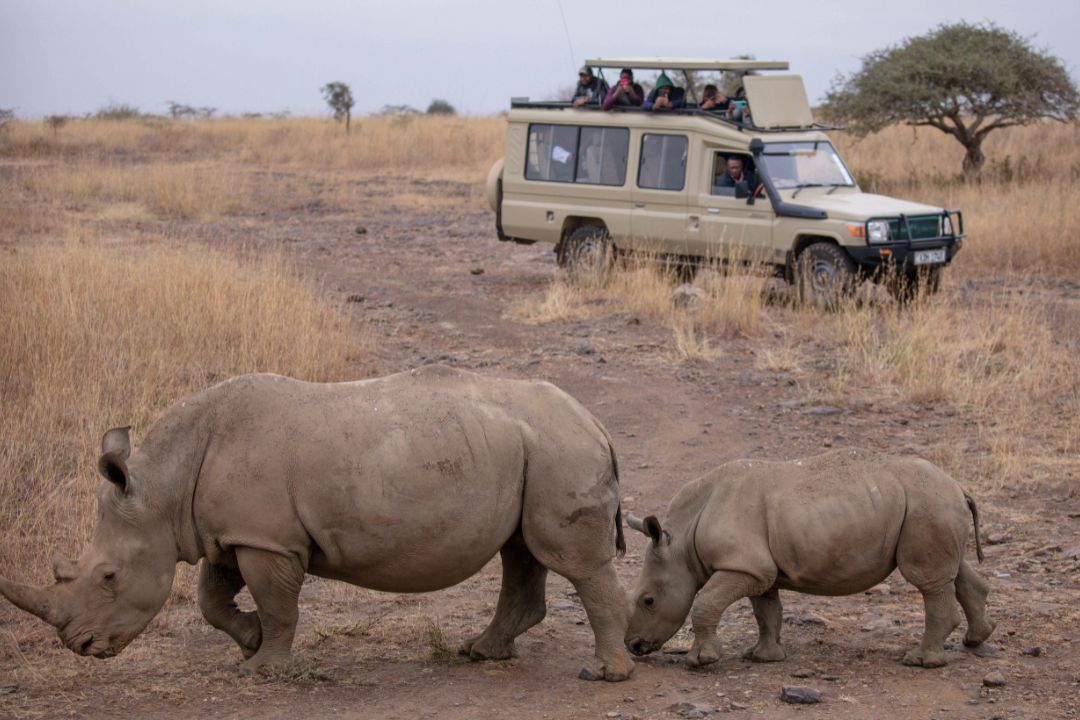 Honeymoon Safari (4)