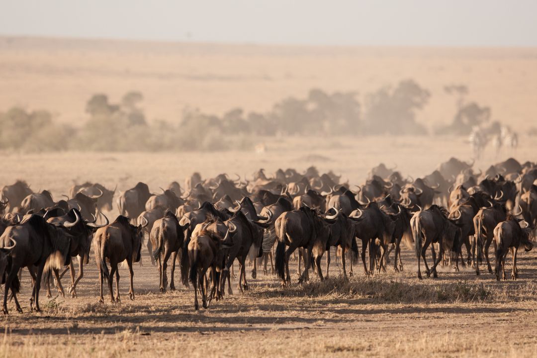 Wildebees Migration